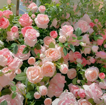 Japanese Climbing Rose Flower Seeds🌹