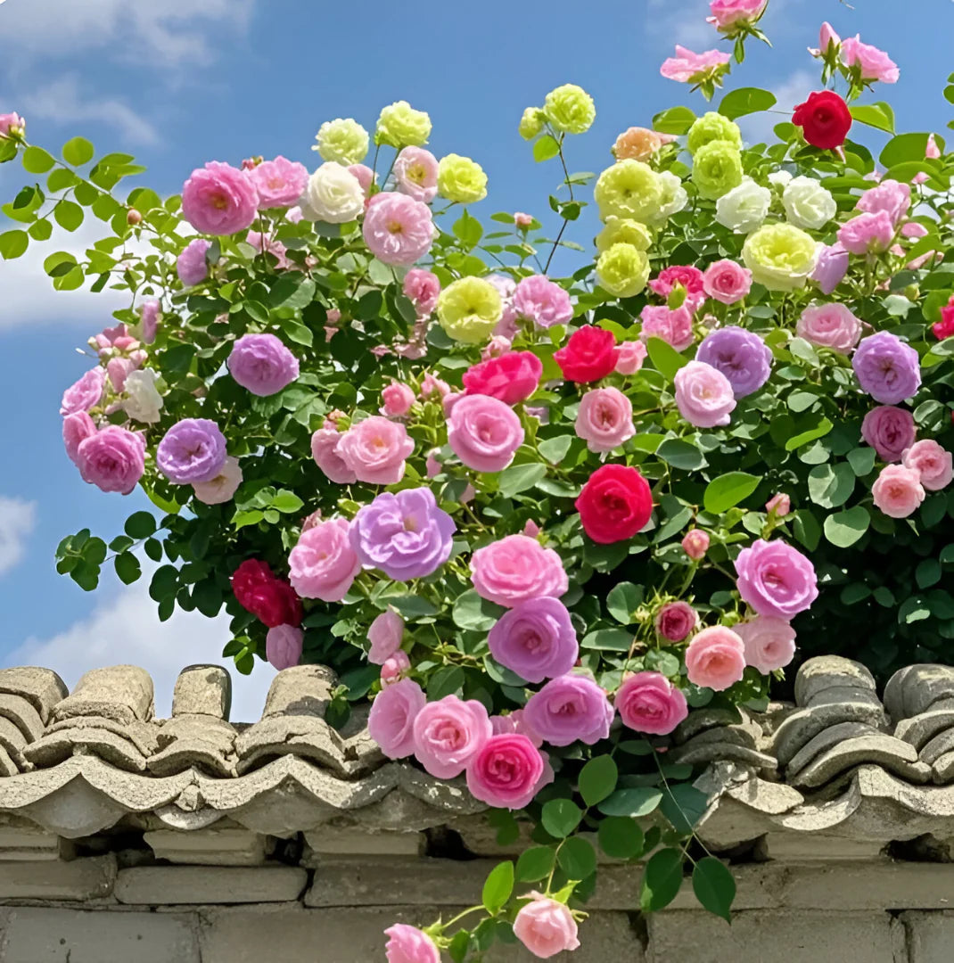Japanese Climbing Rose Flower Seeds🌹