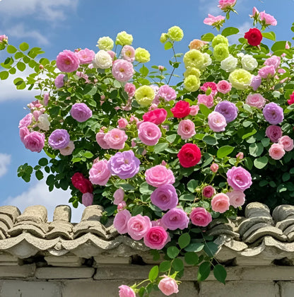 Japanese Climbing Rose Flower Seeds🌹