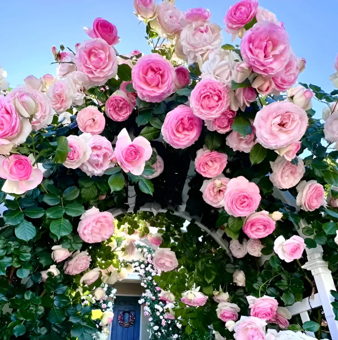 Japanese Climbing Rose Flower Seeds🌹