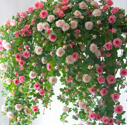 Japanese Climbing Rose Flower Seeds🌹
